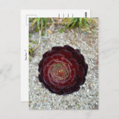 Flower Power - 7 Briefkaart (Voorkant / Achterkant)