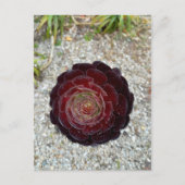 Flower Power - 7 Briefkaart (Voorkant)