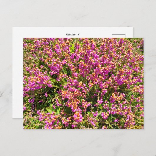 Flower Power - 8 Briefkaart (Voorkant / Achterkant)