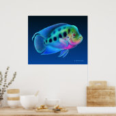 Flowerhorn Cichlid Fish Print (Keuken)