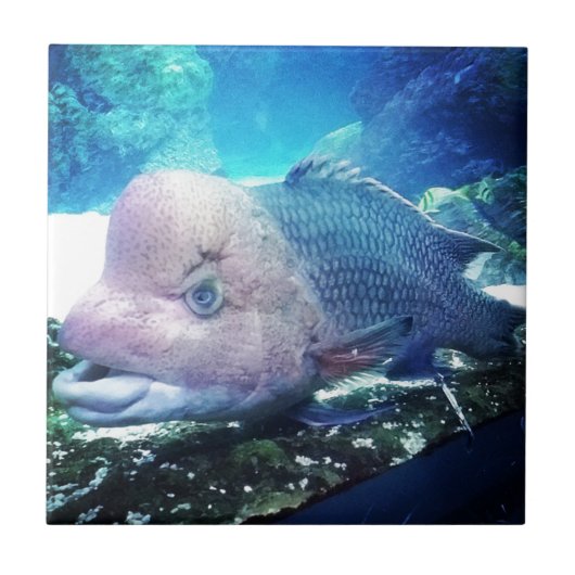 Flowerhorn Cichlid Fish Tegeltje (Voorkant)