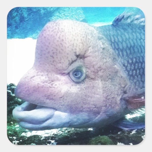 Flowerhorn Cichlid Fish Vierkante Sticker (Voorkant)