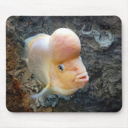 Flowerhorn Fish Muismat (Voorkant)