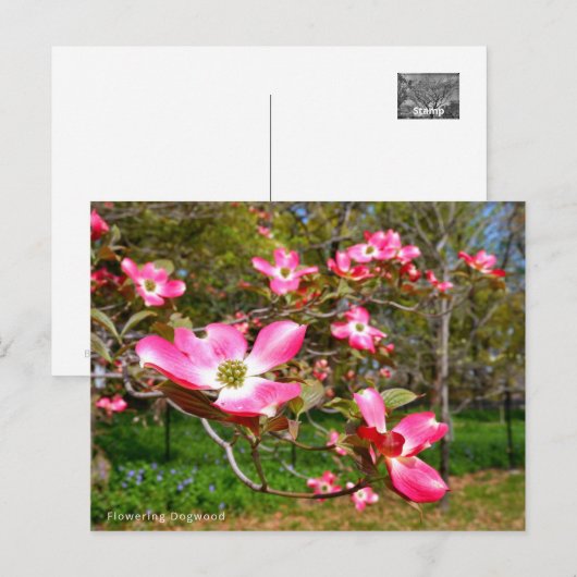 Flowering Dogwood Briefkaart (Voorkant / Achterkant)