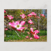 Flowering Dogwood Briefkaart (Voorkant)