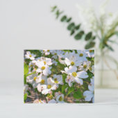 Flowering Dogwood Briefkaart (Staand voorkant)