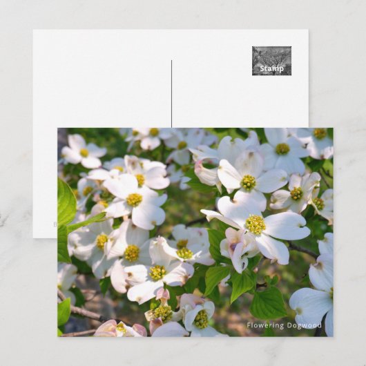 Flowering Dogwood Briefkaart (Voorkant / Achterkant)