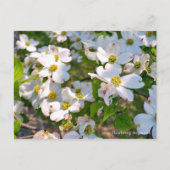 Flowering Dogwood Briefkaart (Voorkant)