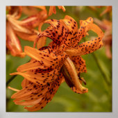 Flowering Petals Poster (Voorkant)