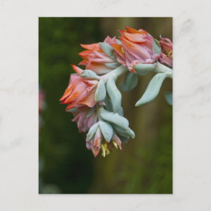 Flowering Succulent Briefkaart