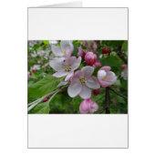 Flowers Apple Blossom Pink Pattern Art (Voorkant)
