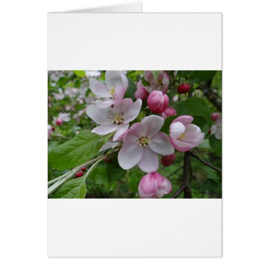Flowers Apple Blossom Pink Pattern Art (Voorkant)