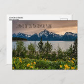 Flowers at Colter Bay Briefkaart (Voorkant / Achterkant)