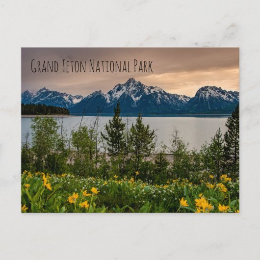 Flowers at Colter Bay Briefkaart (Voorkant)