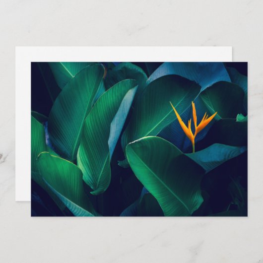 Flowers | Bird of Paradise Bedankkaart (Voorkant / Achterkant)