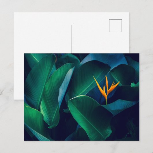 Flowers | Bird of Paradise Briefkaart (Voorkant / Achterkant)