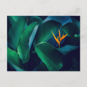 Flowers | Bird of Paradise Briefkaart (Voorkant)