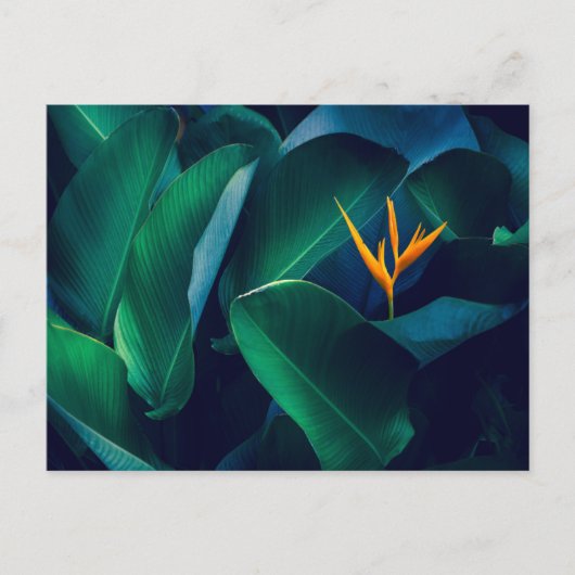 Flowers | Bird of Paradise Briefkaart (Voorkant)