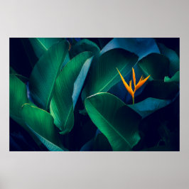 Flowers | Bird of Paradise Poster