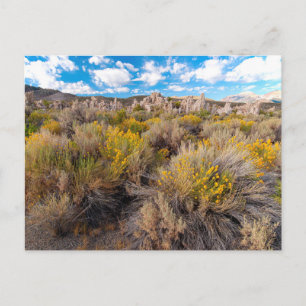 Flowers   Blooming Sagebrush California Briefkaart