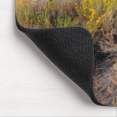 Flowers | Blooming Sagebrush California Muismat (Hoek)