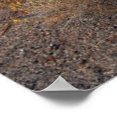 Flowers | Blooming Sagebrush California Poster (Hoek)