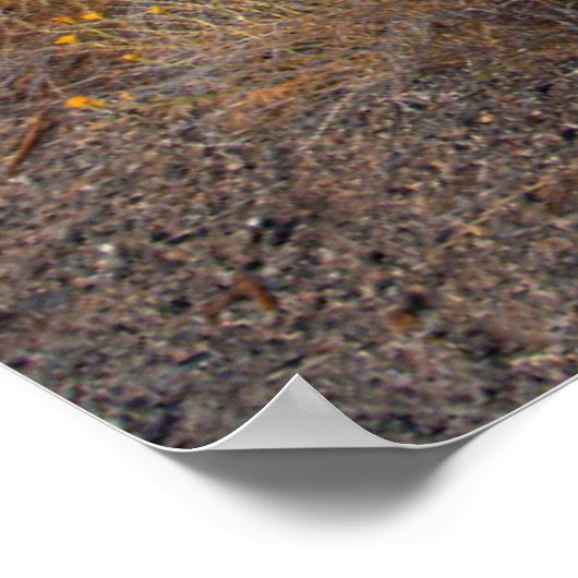 Flowers | Blooming Sagebrush California Poster (Hoek)