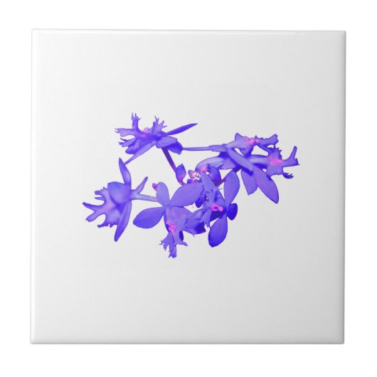 Flowers Blue Tinted Ground Orchid Tegeltje (Voorkant)