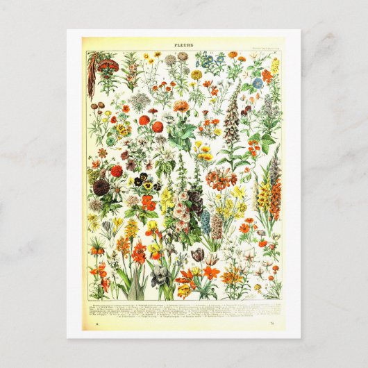  Flowers Botanische Illustratie Briefkaart (Voorkant)