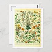  Flowers Botanische Illustratie Briefkaart (Voorkant / Achterkant)