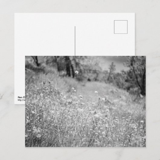 Flowers Briefkaart (Voorkant / Achterkant)