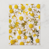 Flowers | Bunch of Chamomiles Briefkaart (Voorkant)
