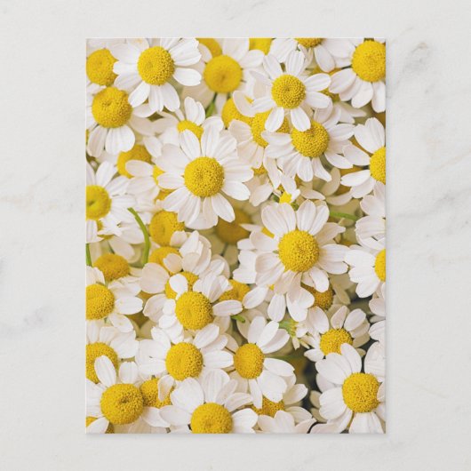 Flowers | Bunch of Chamomiles Briefkaart (Voorkant)