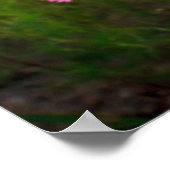 Flowers |Chiang Rai Province, Thailand Poster (Hoek)