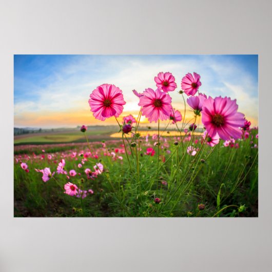 Flowers |Chiang Rai Province, Thailand Poster (Voorkant)