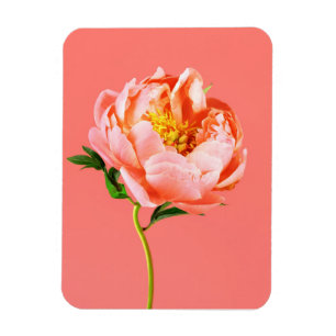 Flowers   Coral Peony Blossom Magneet