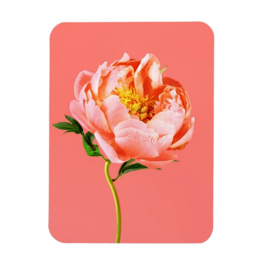 Flowers | Coral Peony Blossom Magneet (Verticaal)