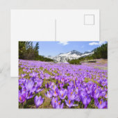 Flowers | Crocus Pirin Mountain Park Bulgaria Briefkaart (Voorkant / Achterkant)