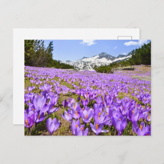 Flowers | Crocus Pirin Mountain Park Bulgaria Briefkaart (Voorkant / Achterkant)