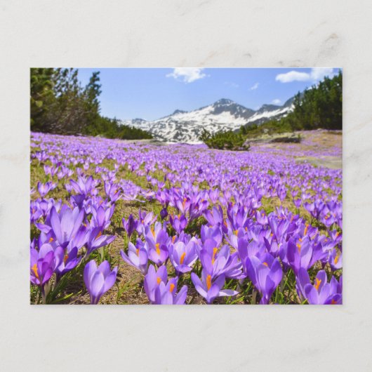Flowers | Crocus Pirin Mountain Park Bulgaria Briefkaart (Voorkant)