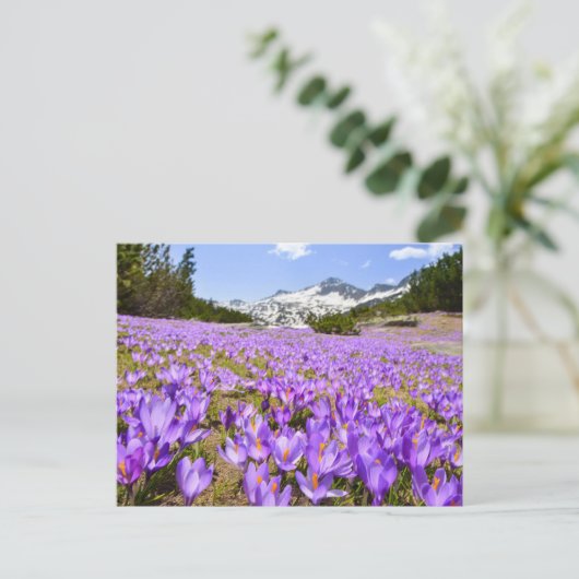 Flowers | Crocus Pirin Mountain Park Bulgaria Briefkaart (Staand voorkant)