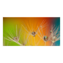 Flowers Dandelion Weddenschap Shower Love Peace