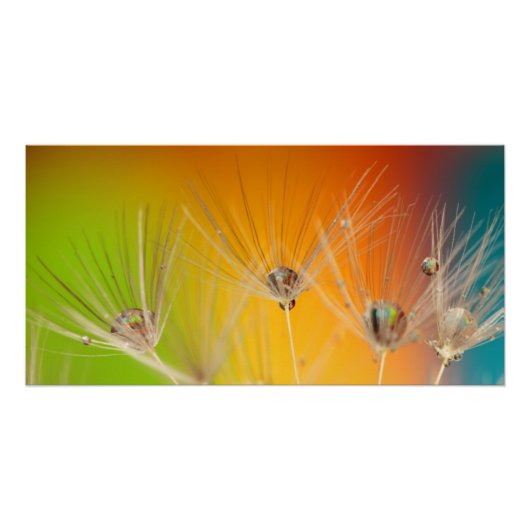Flowers Dandelion Weddenschap Shower Love Peace Perfect Poster (Voorkant)