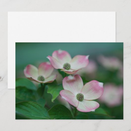 Flowers | Dogwood Blossoms Bedankkaart (Voorkant / Achterkant)