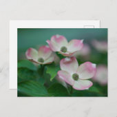 Flowers | Dogwood Blossoms Briefkaart (Voorkant / Achterkant)