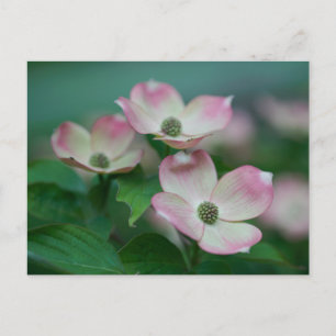Flowers   Dogwood Blossoms Briefkaart