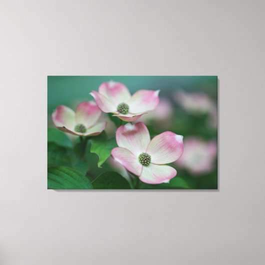 Flowers | Dogwood Blossoms Canvas Afdruk (Voorkant)
