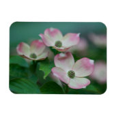 Flowers | Dogwood Blossoms Magneet (Horizontaal)