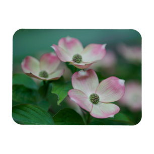 Flowers   Dogwood Blossoms Magneet