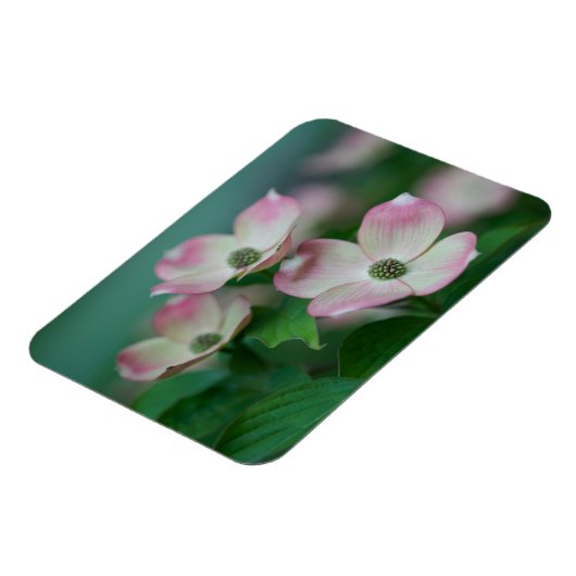Flowers | Dogwood Blossoms Magneet (Linkerzijde)